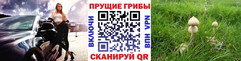 Псилоцибиновые грибы мицелий  Кудрово 